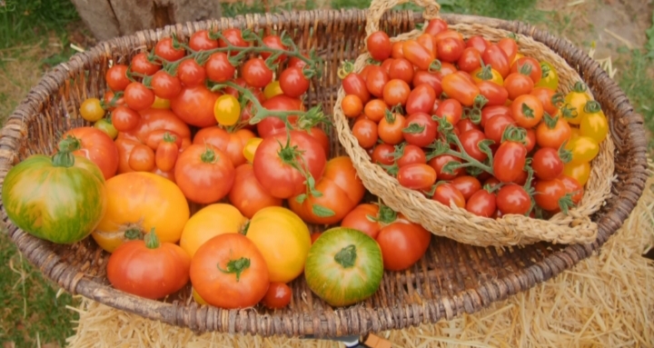 Biasa Dijumpai di Sambal, Ternyata Tomat Punya Ragam Manfaat